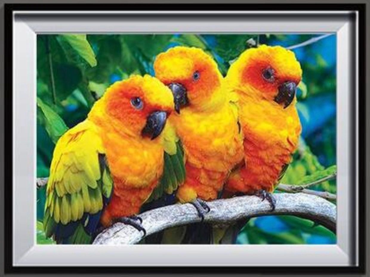 THREE BABY PARROTS - FULL Drill Diamond Painting - 40cm x 30cm