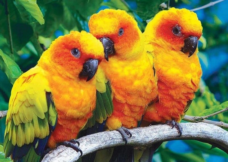 THREE BABY PARROTS - FULL Drill Diamond Painting - 40cm x 30cm