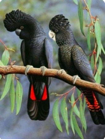 BLACK COCKATOOS - FULL Drill Diamond Painting - 40cm x 50cm