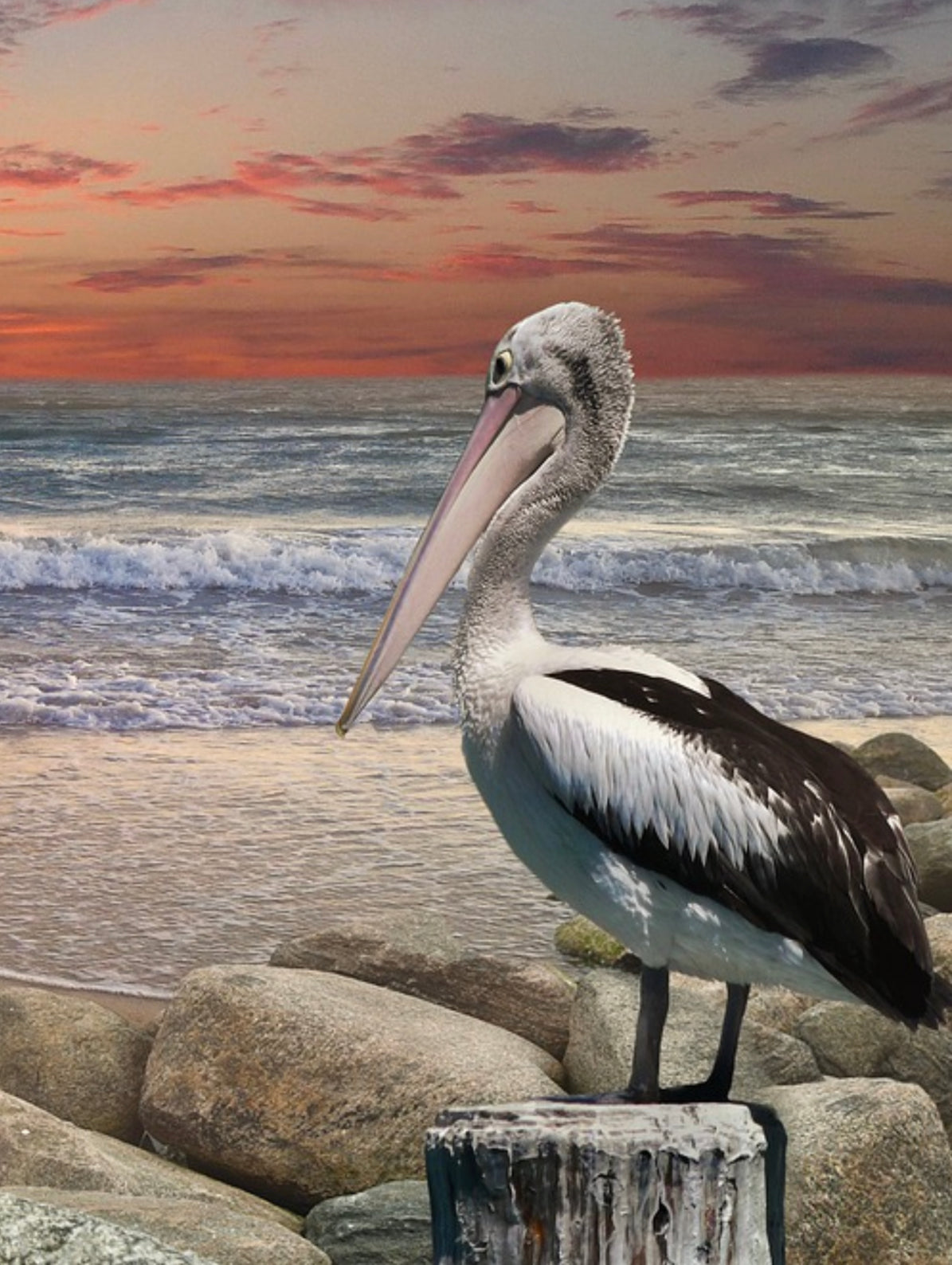 PELICAN BY THE SHORELINE - Full Drill Diamond Painting - 30cm x 40cm