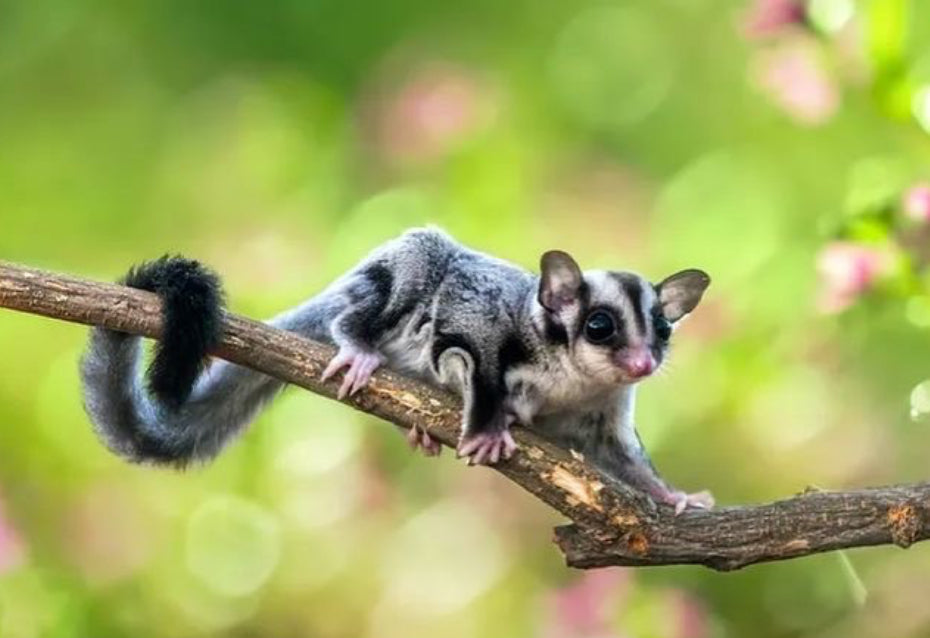 SUGAR GLIDER - Full Drill Diamond Painting - 50cm x 40cm