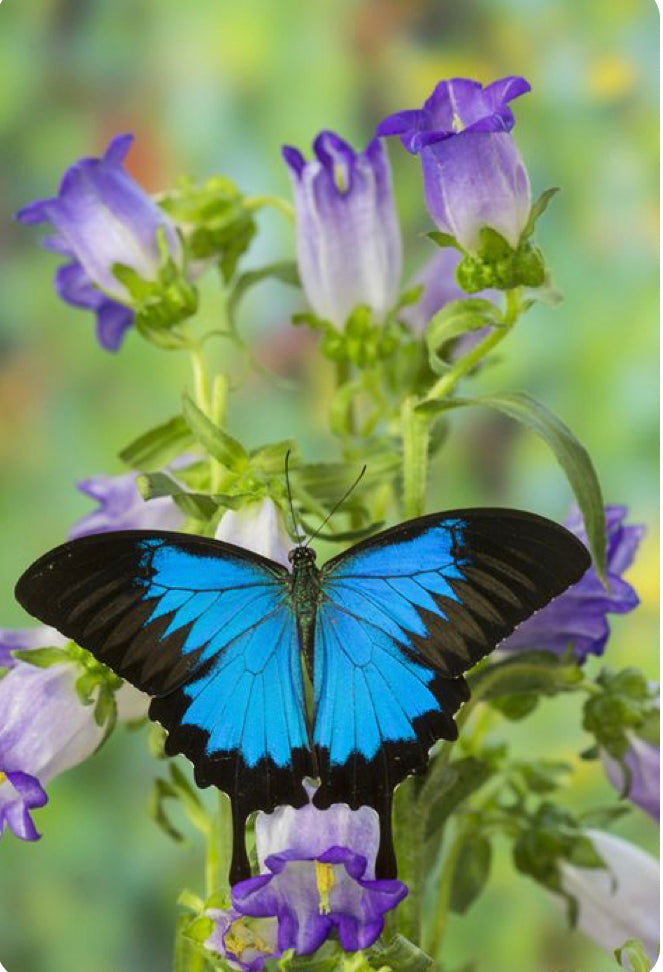 ULYSSES BUTTERFLY ON PURPLE FLOWERS - Full Drill Diamond Painting  - 40cm x 50cm