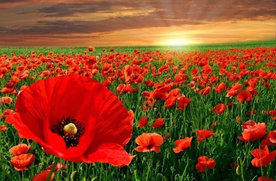 FIELD OF POPPIES - Full Drill Diamond Painting - 50cm x 40cm