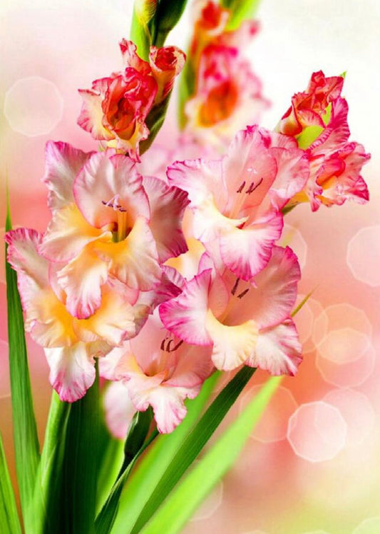 BEAUTIFUL GLADIOLUS FLOWERS - Full Drill Diamond Painting - 30cm x 40cm