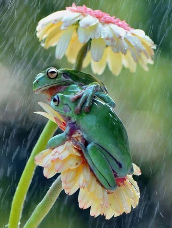 FROGS SHELTERING FROM THE RAIN - Full Drill Diamond Painting - 30cm x 40cm (Copy)