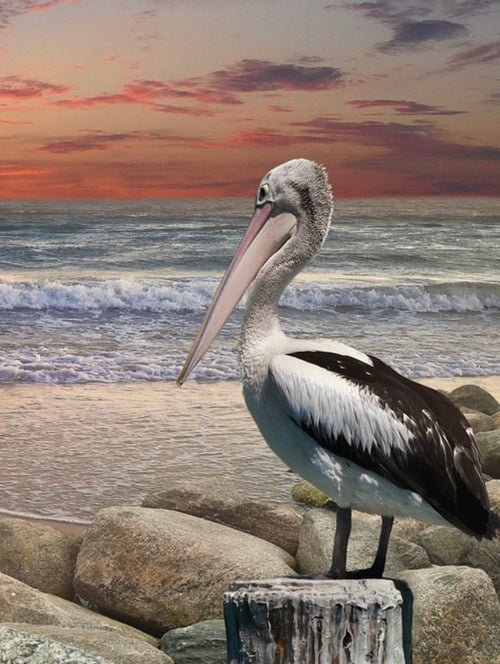 PELICAN BY THE SHORELINE - Full Drill Diamond Painting - 30cm x 40cm
