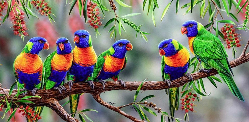 AUSTRALIAN RAINBOW LORIKEETS - Full Drill Diamond Painting - 80cm x 40cm