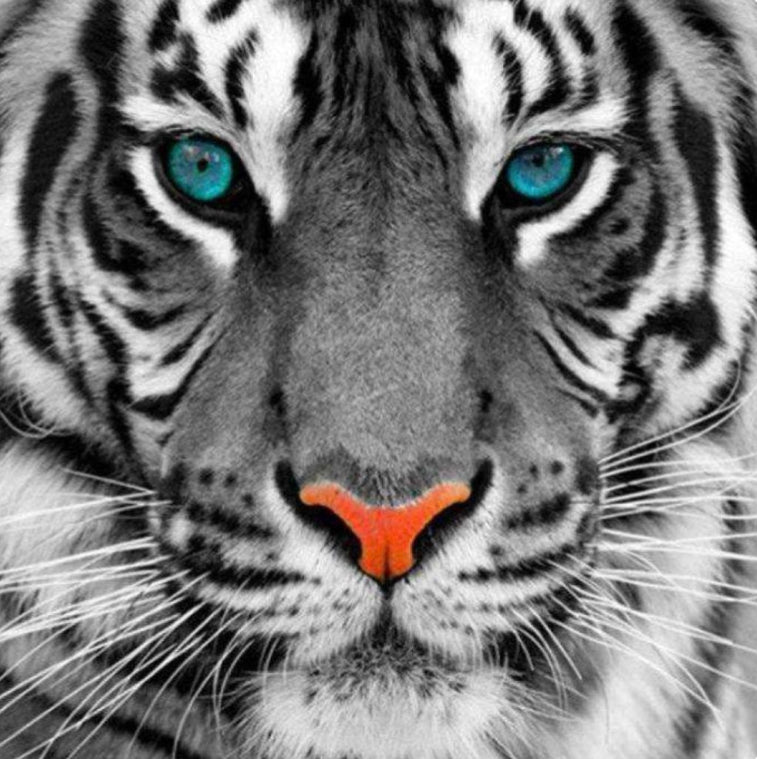 FACE OF A TIGER - Full Drill Diamond Painting - 20cm x 20cm