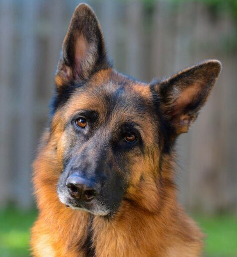 GERMAN SHEPHERD - Full Drill Diamond Painting - 40cm x 50cm