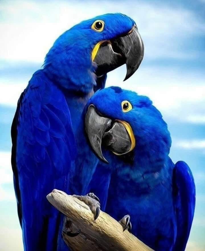 BEAUTIFUL BLUE PARROTS - Full Drill Diamond Painting - 30cm x 40cm