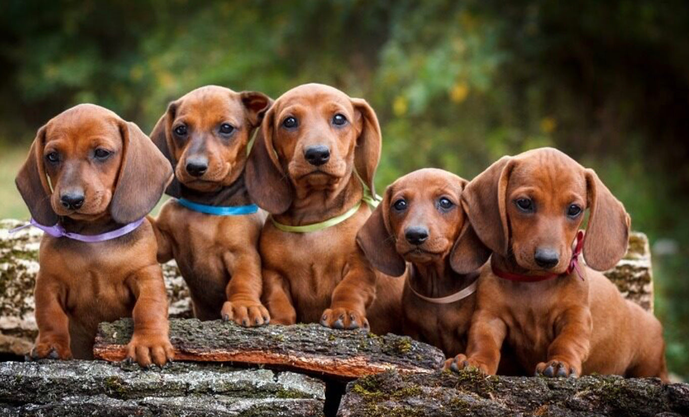 BROWN DACHSHUND PUPPIES - FULL Drill Diamond Painting - 40cm x 30cm