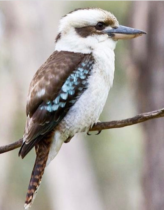 BLUE WINGED KOOKABURRA - Full Drill Diamond Painting - 40cm x 50cm