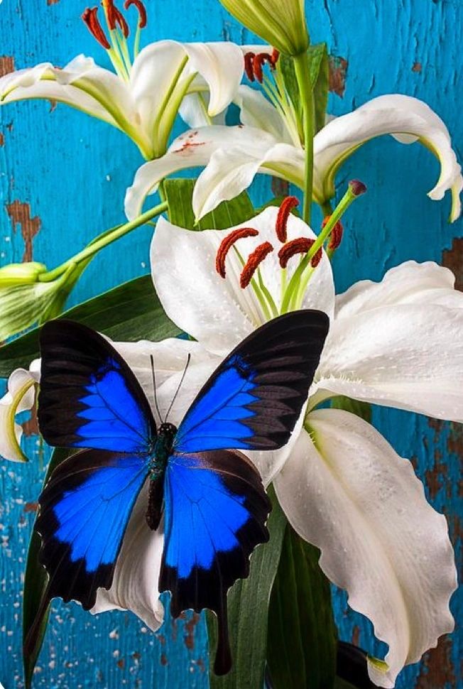 ULYSSES BUTTERFLY ON WHITE FLOWERS - FULL Drill Diamond Painting - 40cm x 50cm